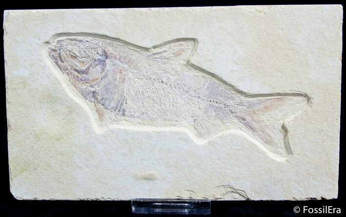 Inch Knightia Fish Fossil #2554